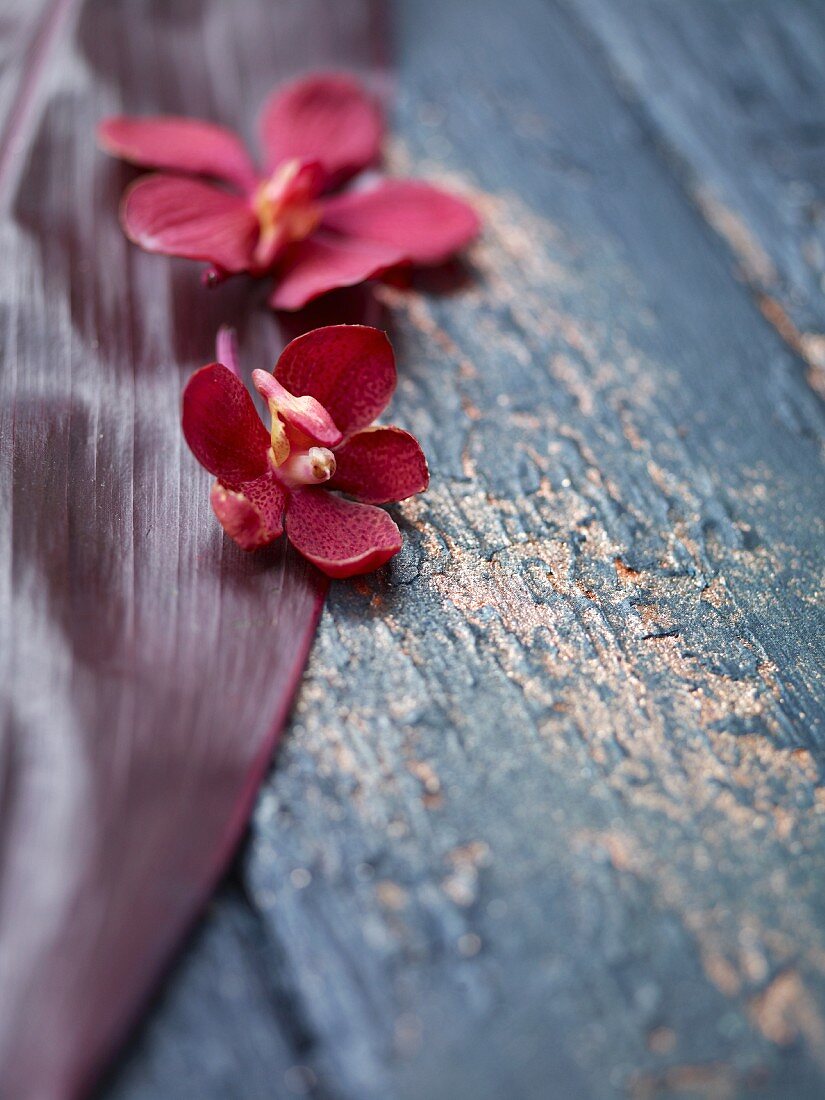 Rote Orchideenblüten mit Blatt auf Holzuntergrund