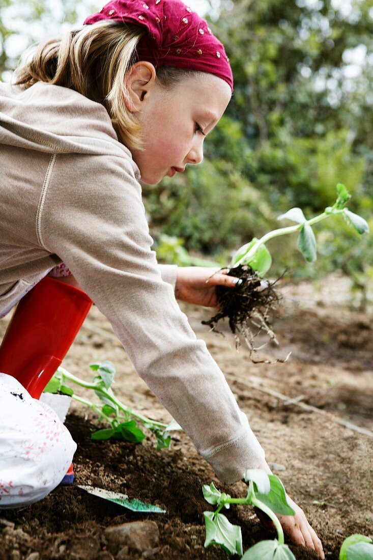 Kleines Mädchen setzt Jungpflanzen ins Gemüsebeet