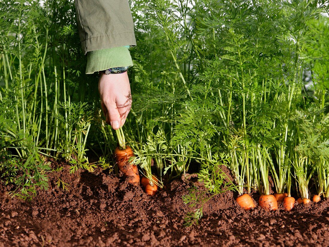 Hand zieht eine Karotte aus der Erde