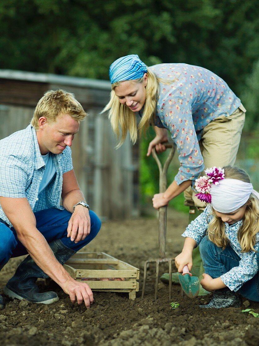 Junge Familie bei der Gartenarbeit im Gemüsegarten