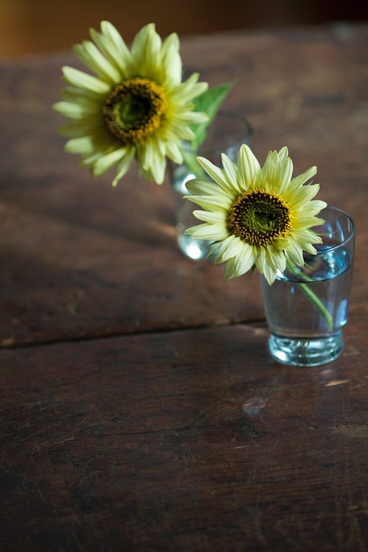 Sunflowers in Water Glasses