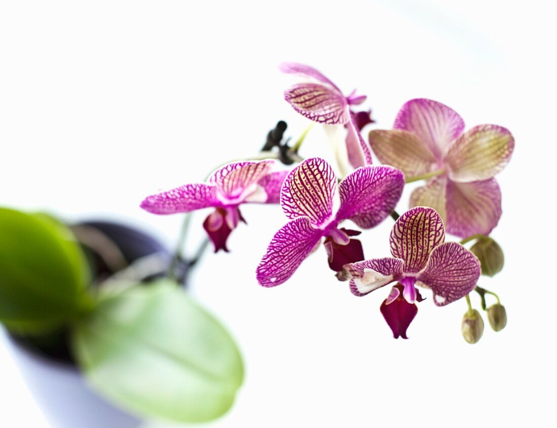 Lila Orchideen in Blumenvase