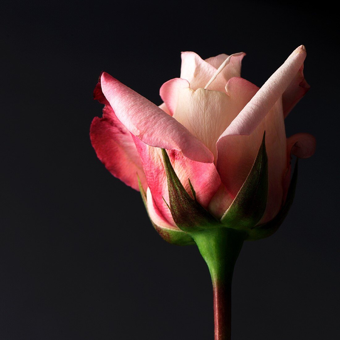 Eine rosa Rosenknospe