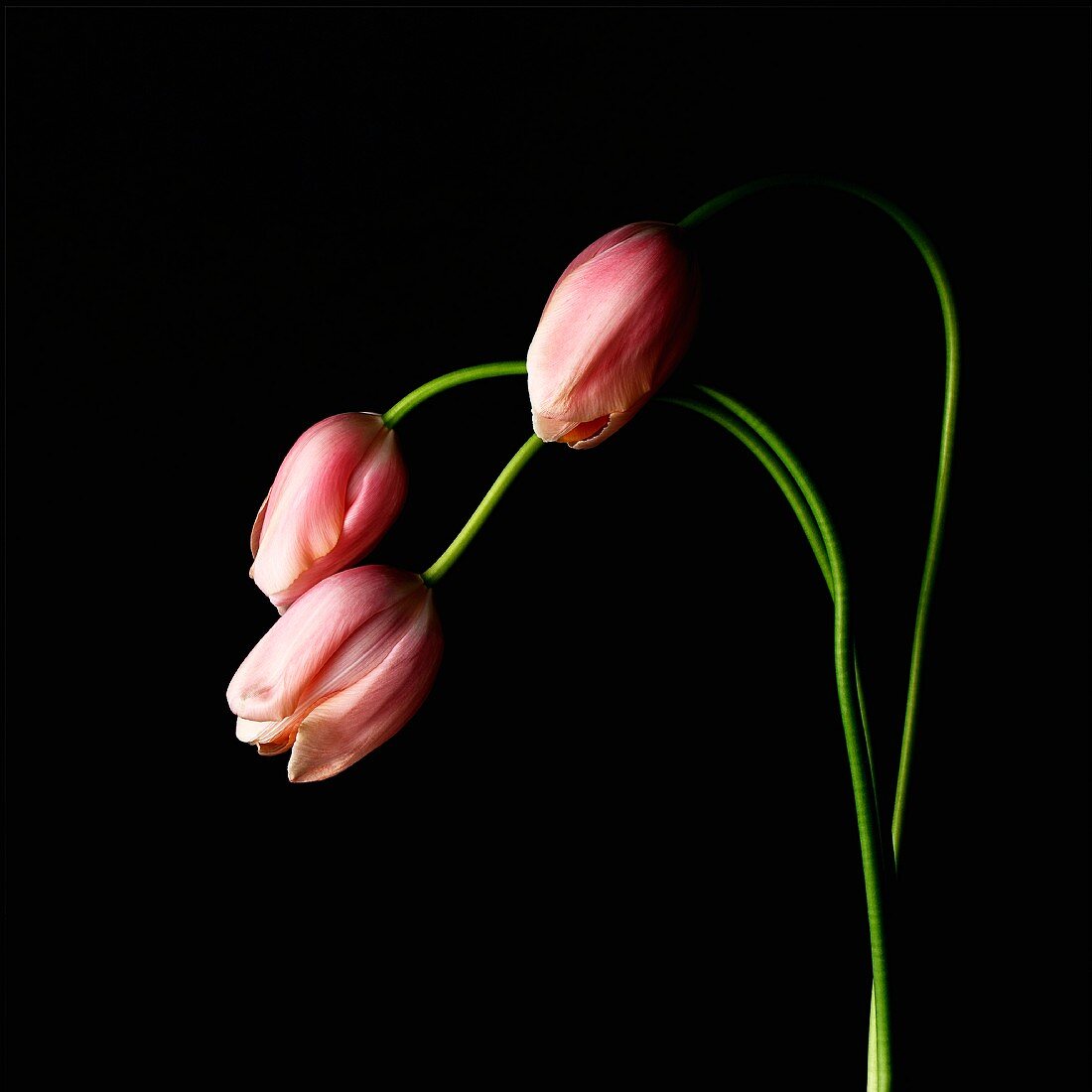 Pinke Tulpen vor schwarzem Hintergrund