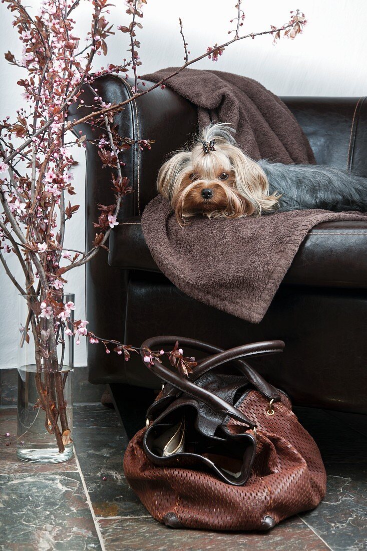 Yorkshire Terrier auf Ledersofa mit Kirschblüten und Hundetasche