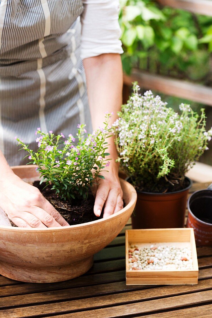Planting herbs in bowl