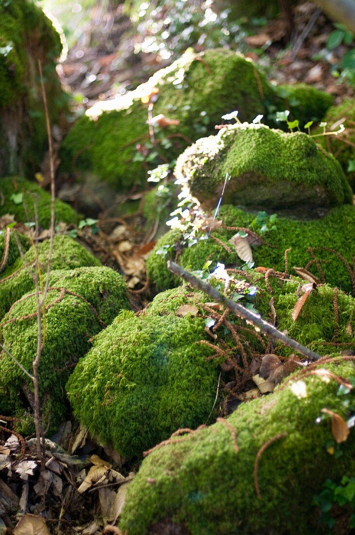 Mossy woodland stones