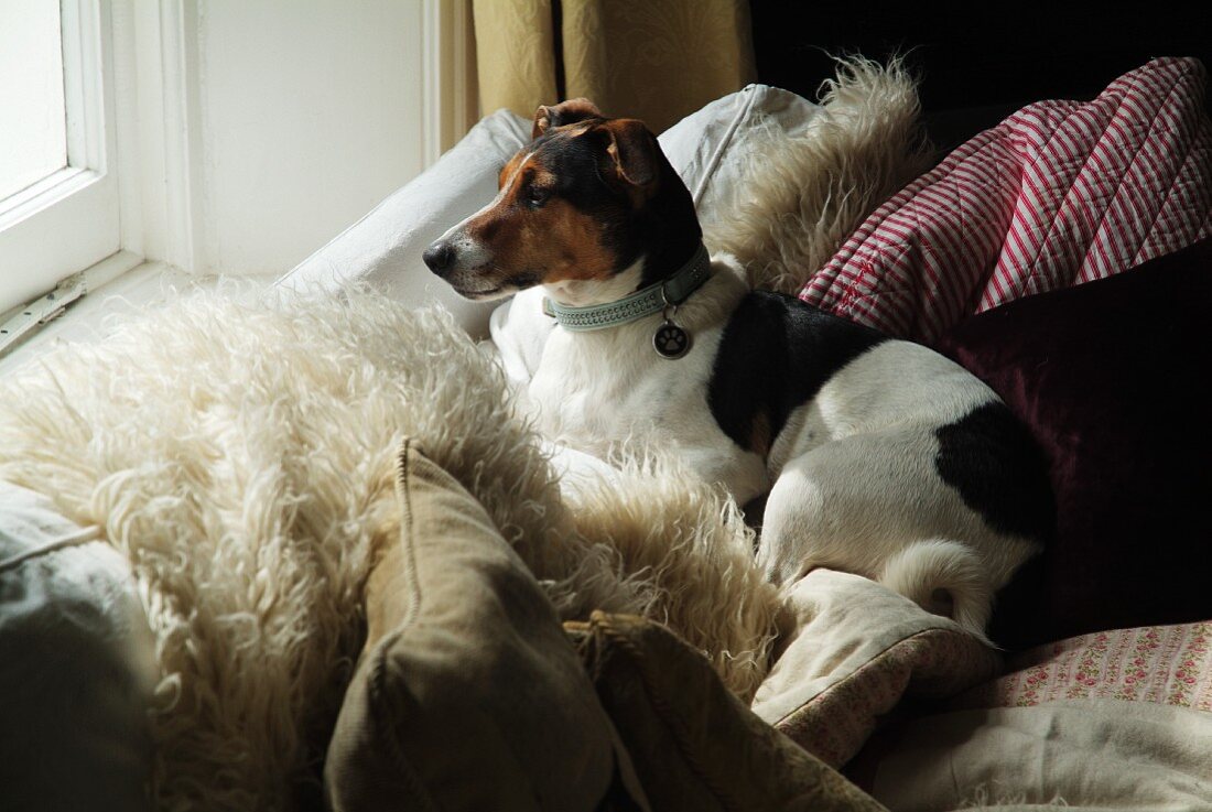 Piebald dog lying on comfortable sofa amongst many scatter cushions and looking out of window