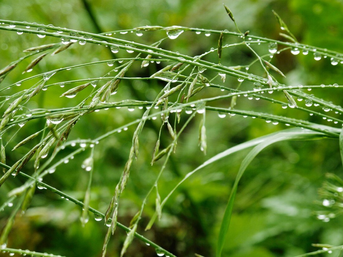 Dew drops on blades of grass (close-up)