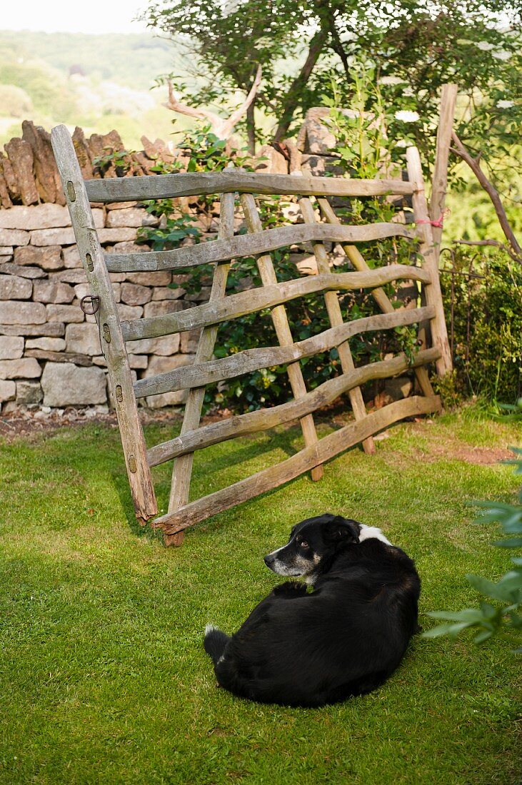 Rustikales verwittertes Holzgatter neben englischer Gartenmauer aus Naturstein, davor liegt ein schwarz-weißer Hund auf der Rasenfläche