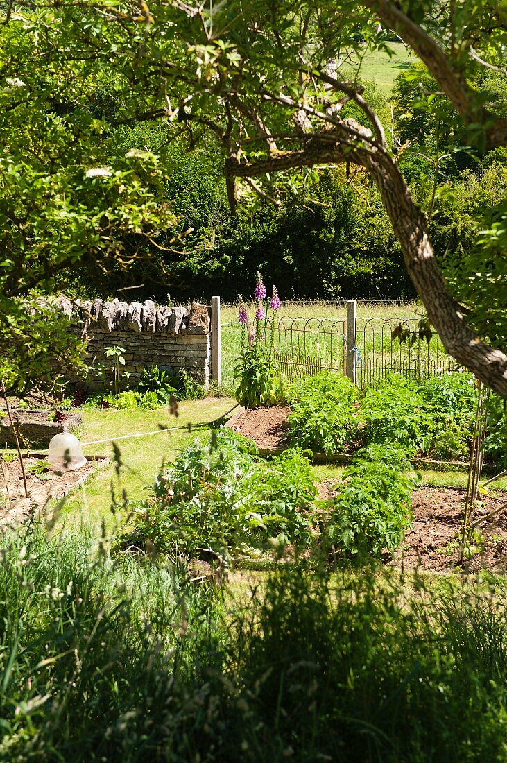 Various plants in sunny, early summer kitchen garden with stone garden wall and fence bordering green meadow in background