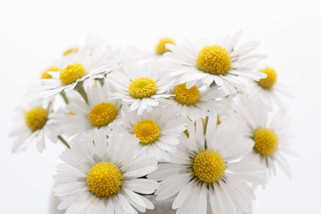 Daisies