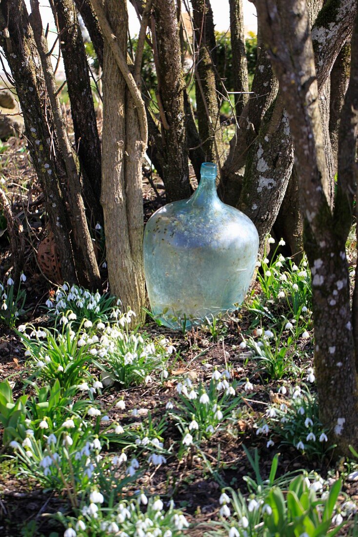 Alte Ballonflasche im Garten umgeben von Schneeglöckchen