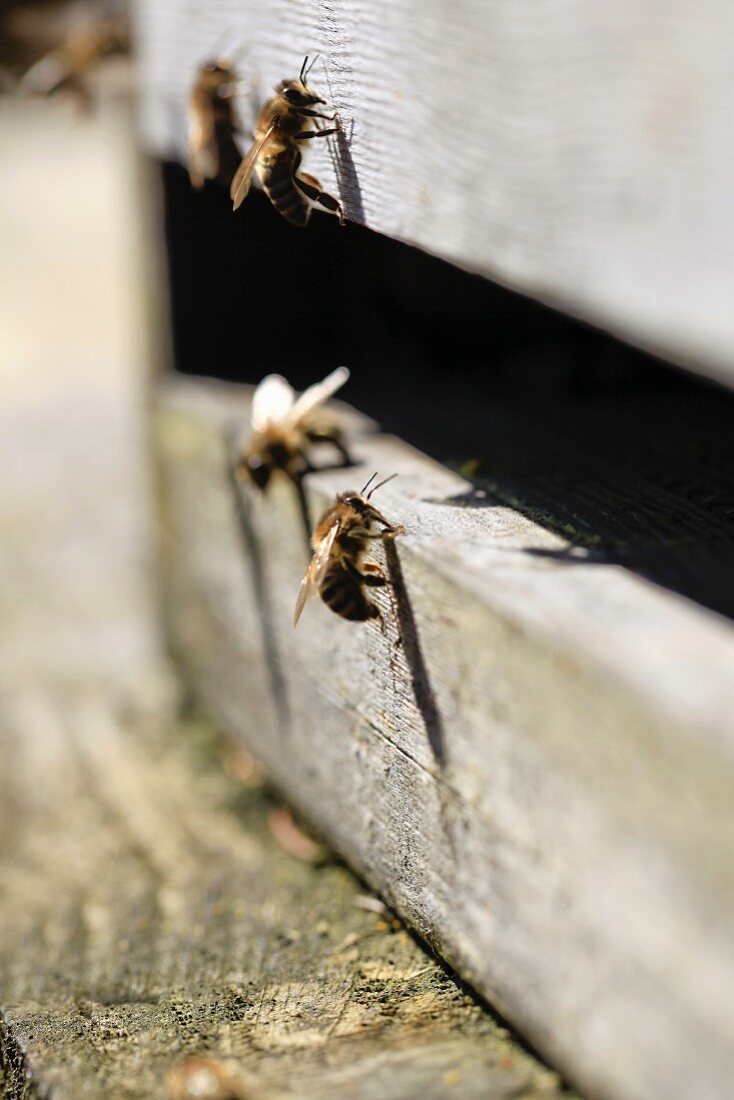 Bees on a bee hive