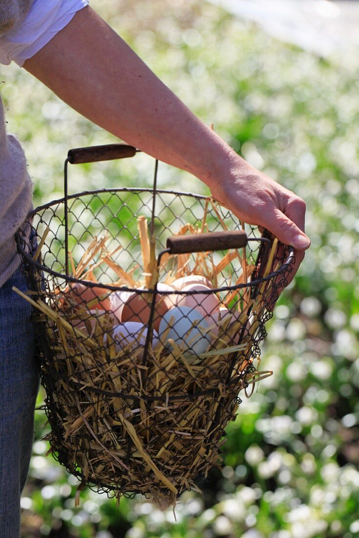 Fresh eggs on straw in wire basket