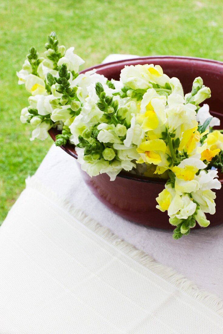 Outside -- yellow and white snapdragons in an old metal container