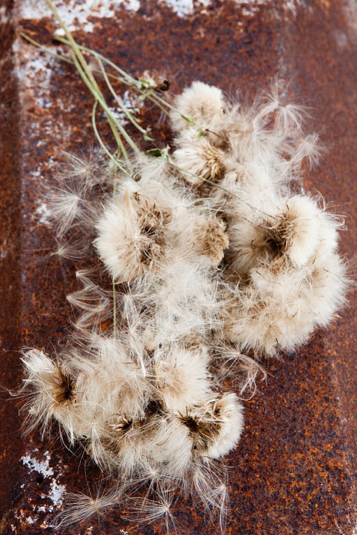 Wild thistle (silver hair) seeds on the stems on a rusty surface