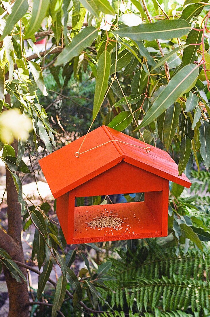 Poppig orangefarbenes, kleines Holzvogelhäuschen im Garten an einer einfachen Kordel mit Ringösen aufgehängt