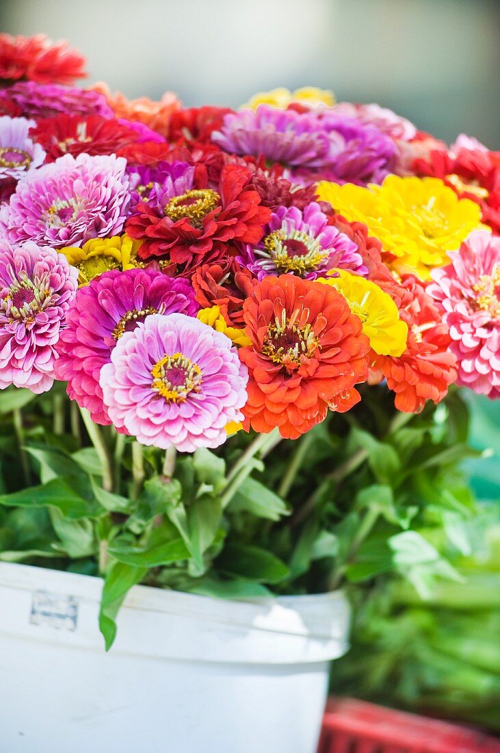 Colorful bouquet of zinnias in a pail on a market stall