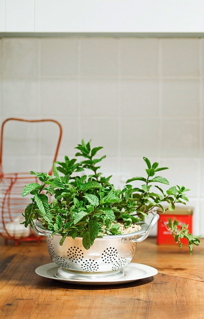 Mint planted in a colander