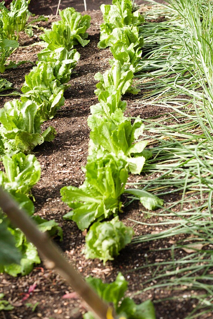 Rows of loose leaf lettuce in sunny position