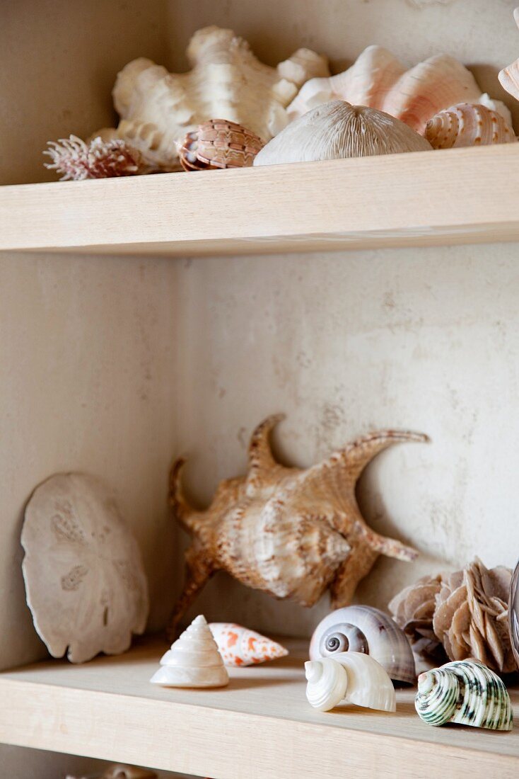 Seashell collection on birch wood shelving