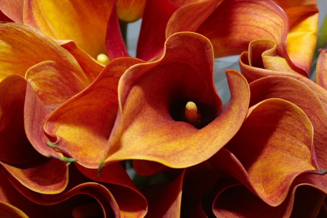 Detail eines rot-orangen Calla-Blumenstrausses