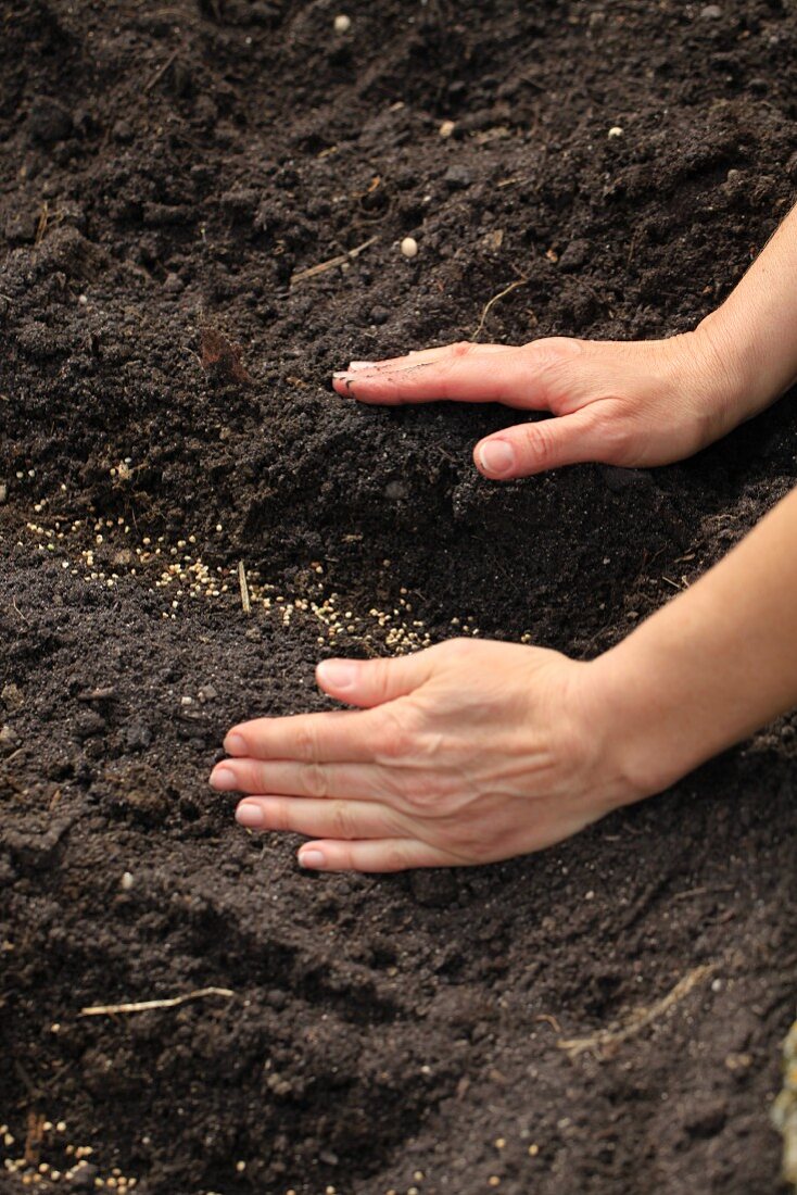 Covering seed furrows with soil