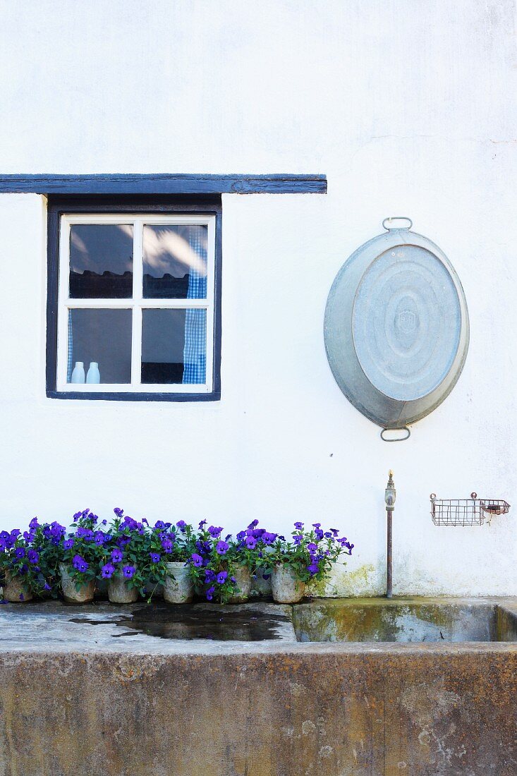 Purple-flowering potted plants on edge of stone pool below old zinc tub and blue and white country-house window