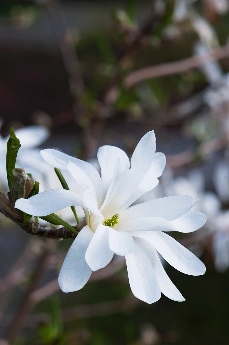 Blüte der Sternmagnolie (Magnolia Stellata)