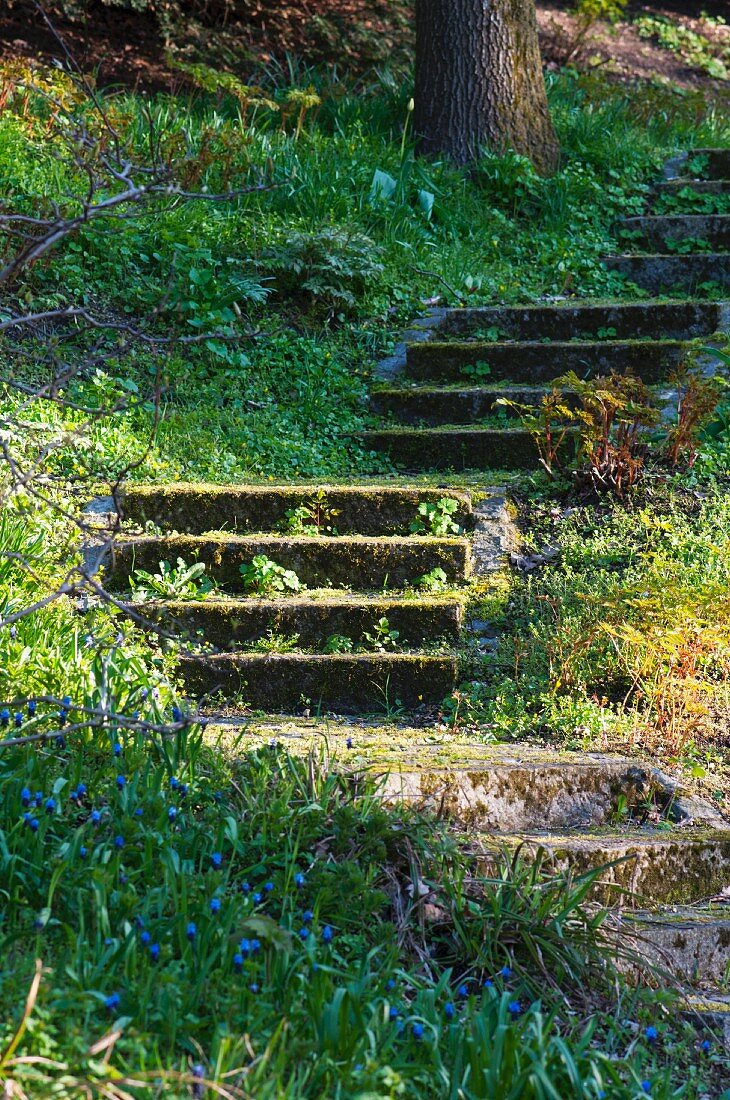 Overgrown stone stairs at the edge of the forest