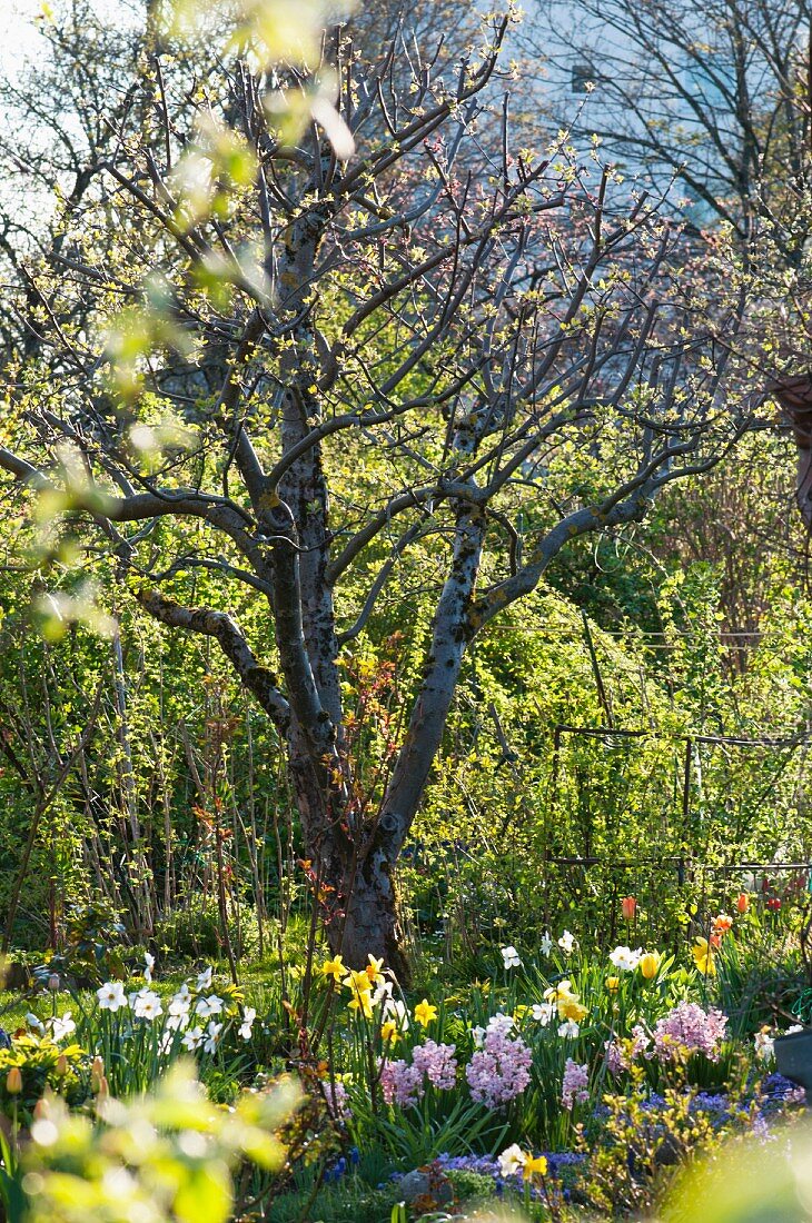 Spring garden with budding trees and spring flowers