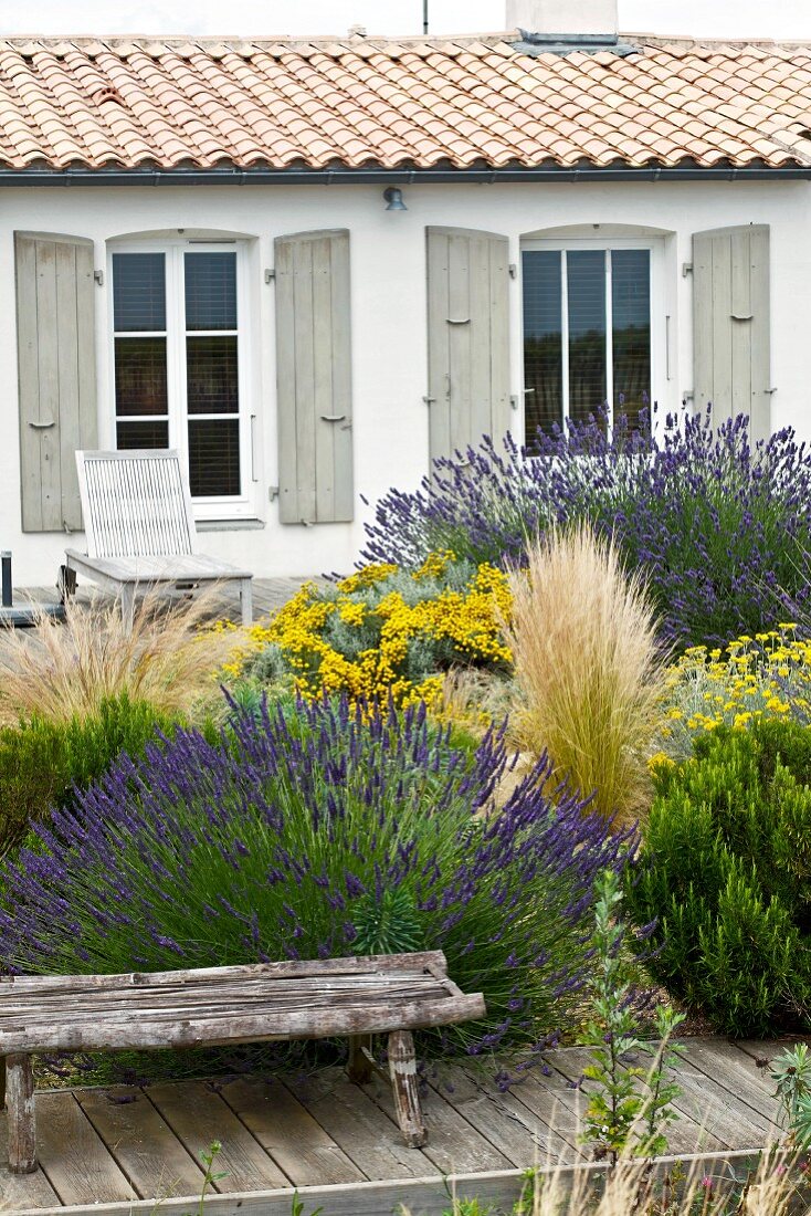 Rustikale Holzbank auf Steg vor blühenden Lavendelbüschen und ländliches Wohnhaus