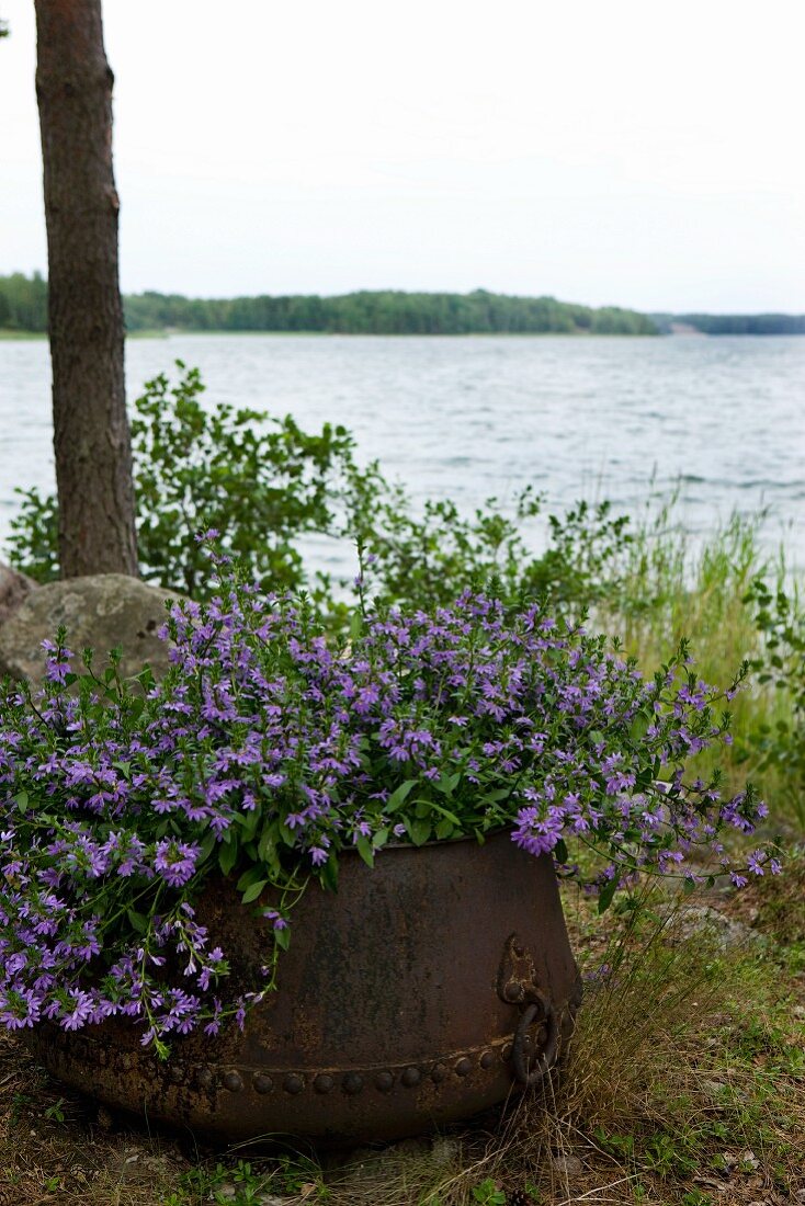 Violette Blumen in verrostetem Eisentopf; im Hintergrund die offene Seelandschaft