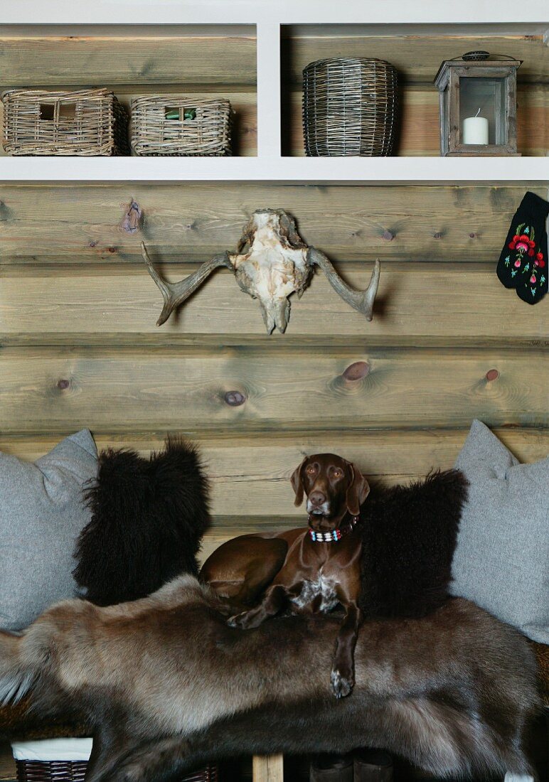 Hund auf Bank mit Tierfellen unter modernem Regal an Holzwand