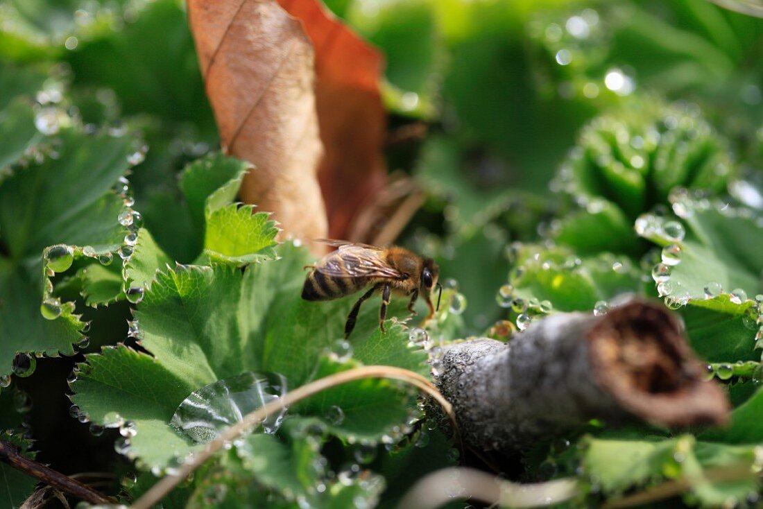 Nahaufnahme einer Biene auf einem Frauenmantelblatt mit Tautropfen