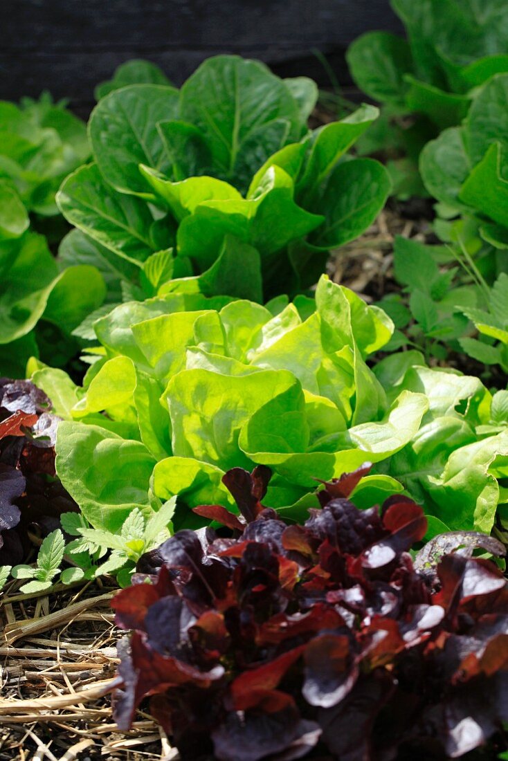 Drei verschiedene Salatsorten in einem Gemüsebeet