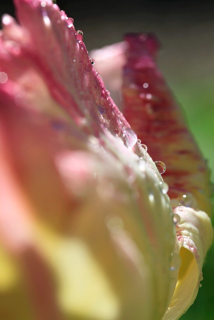 Detail eines Tulpenblütenblattes mit Tautropfen