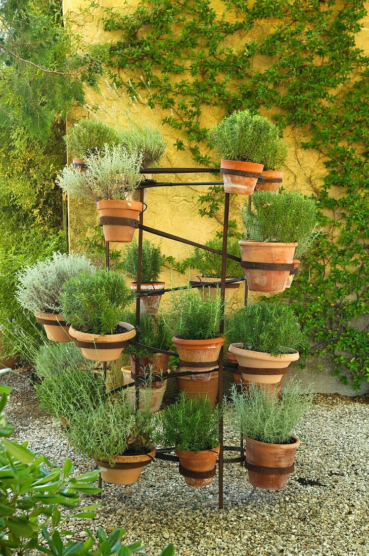Potted rosemary and lavender plants in courtyard of provencal farmhouse