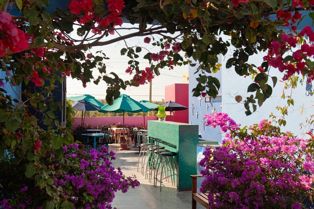 Blick durch Bougainvillea auf die Bar und das Frühstücksrestaurant im Innenhof