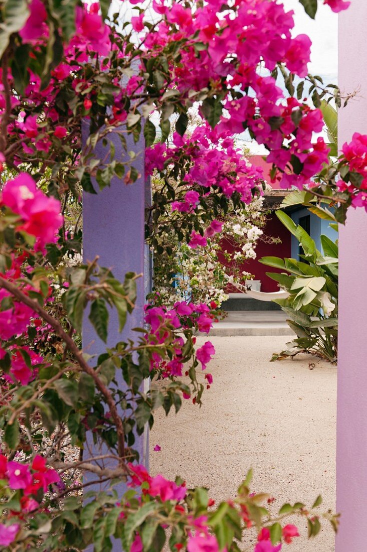 Pink bougainvillea in courtyard of mexican boutique hotel Hotelito