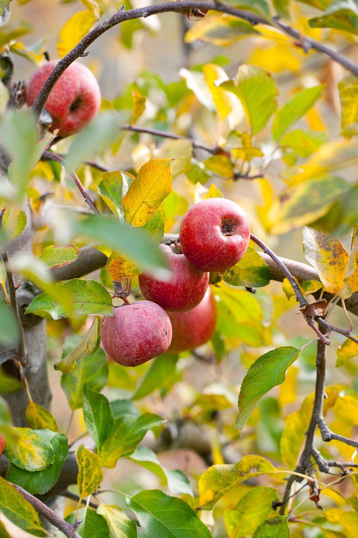 Rote Äpfel am herbstlichen Baum