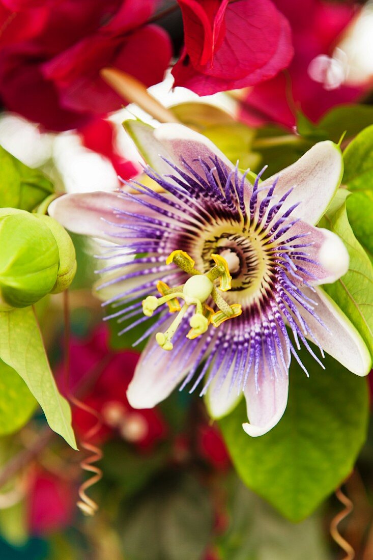 Close-up of a passion flower, Passiflora