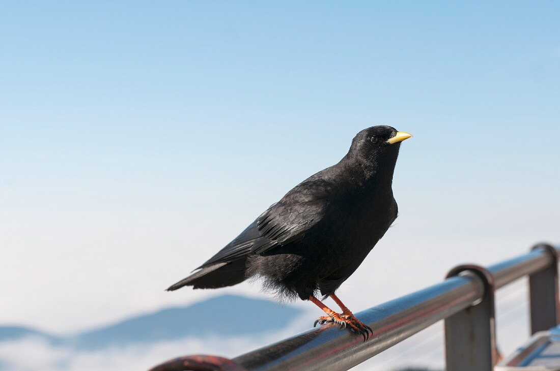 Vogel sitzt auf Geländer einer Aussichtplattform in den Bergen