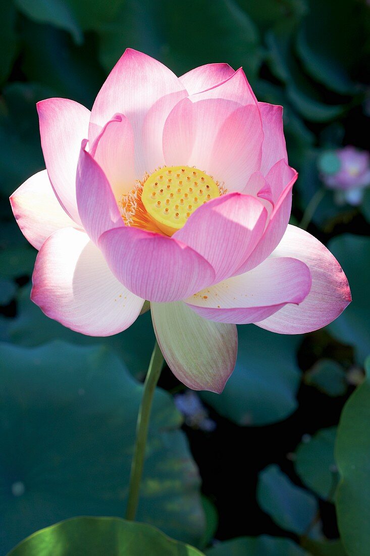 Flowering lotus in sunlight