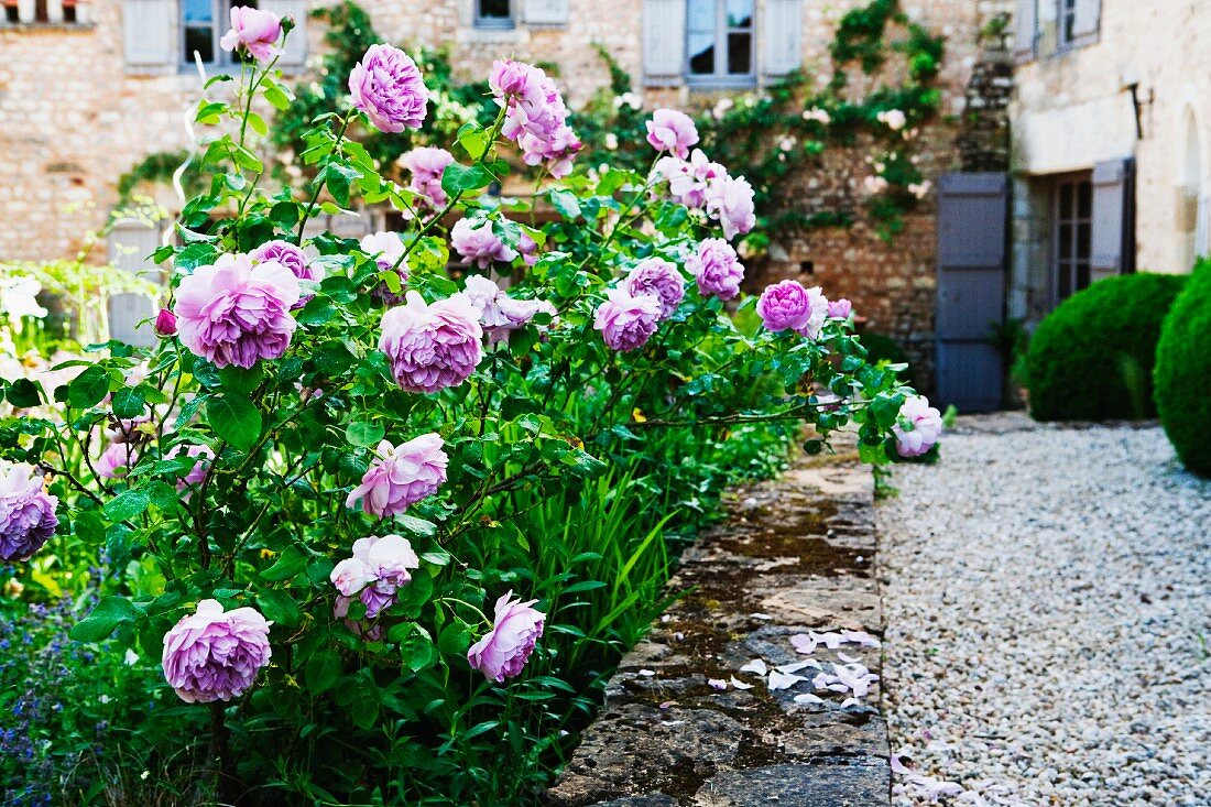 Violette Rosen in mediterranem Garten eines schlichten Landhauses aus Naturstein