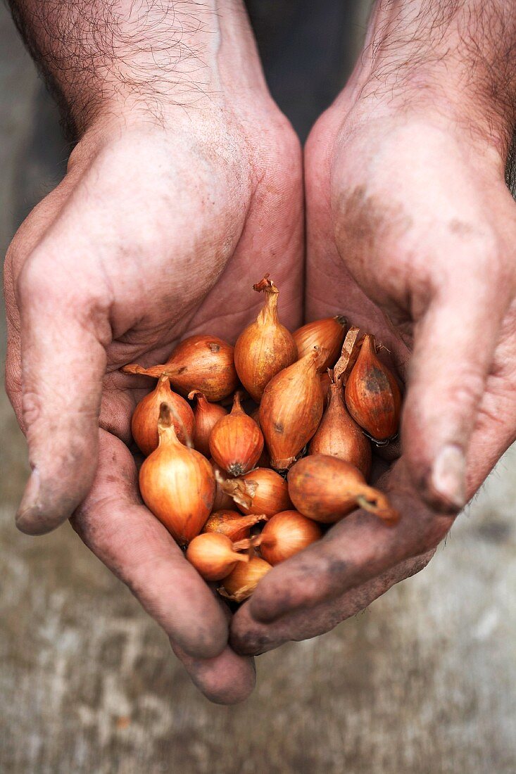 Dirty hands holding shallots