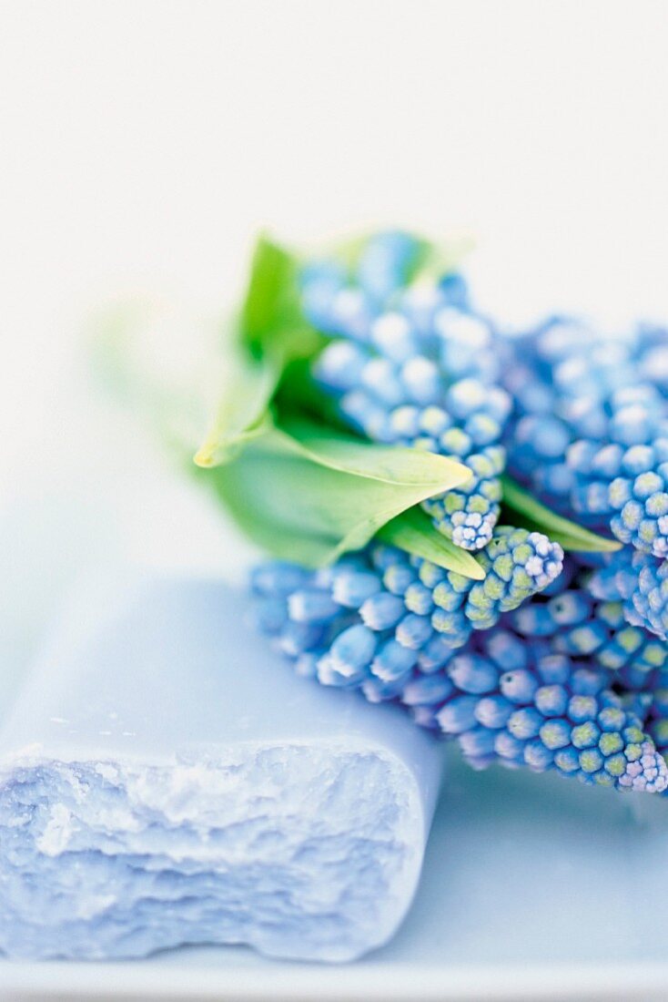 Hyacinths and soap
