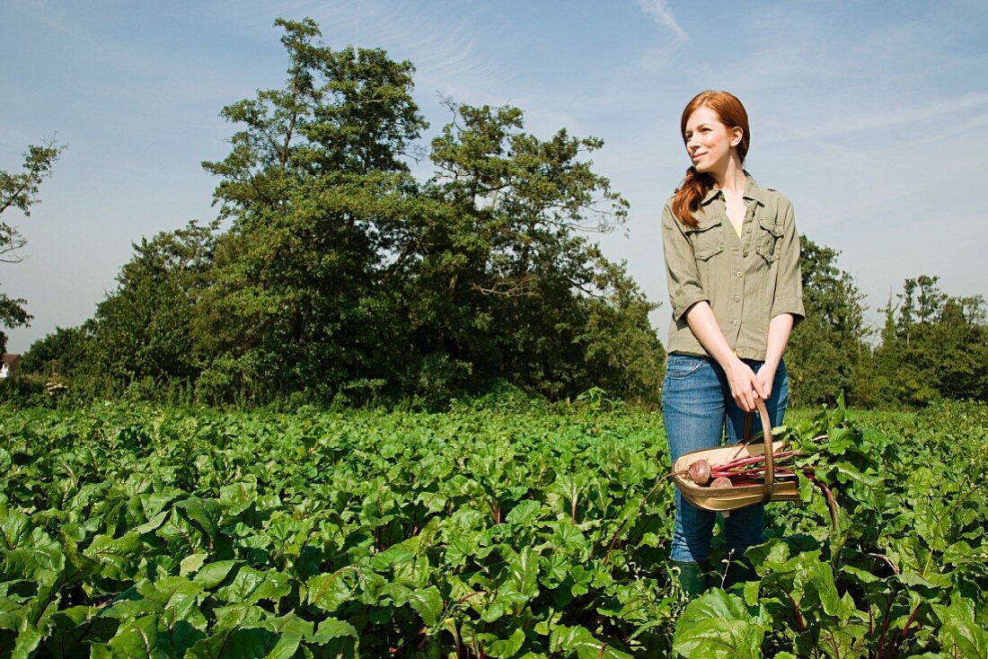 Junge Frau im Gemüsefeld mit frisch geernteter Rote Bete Knollen