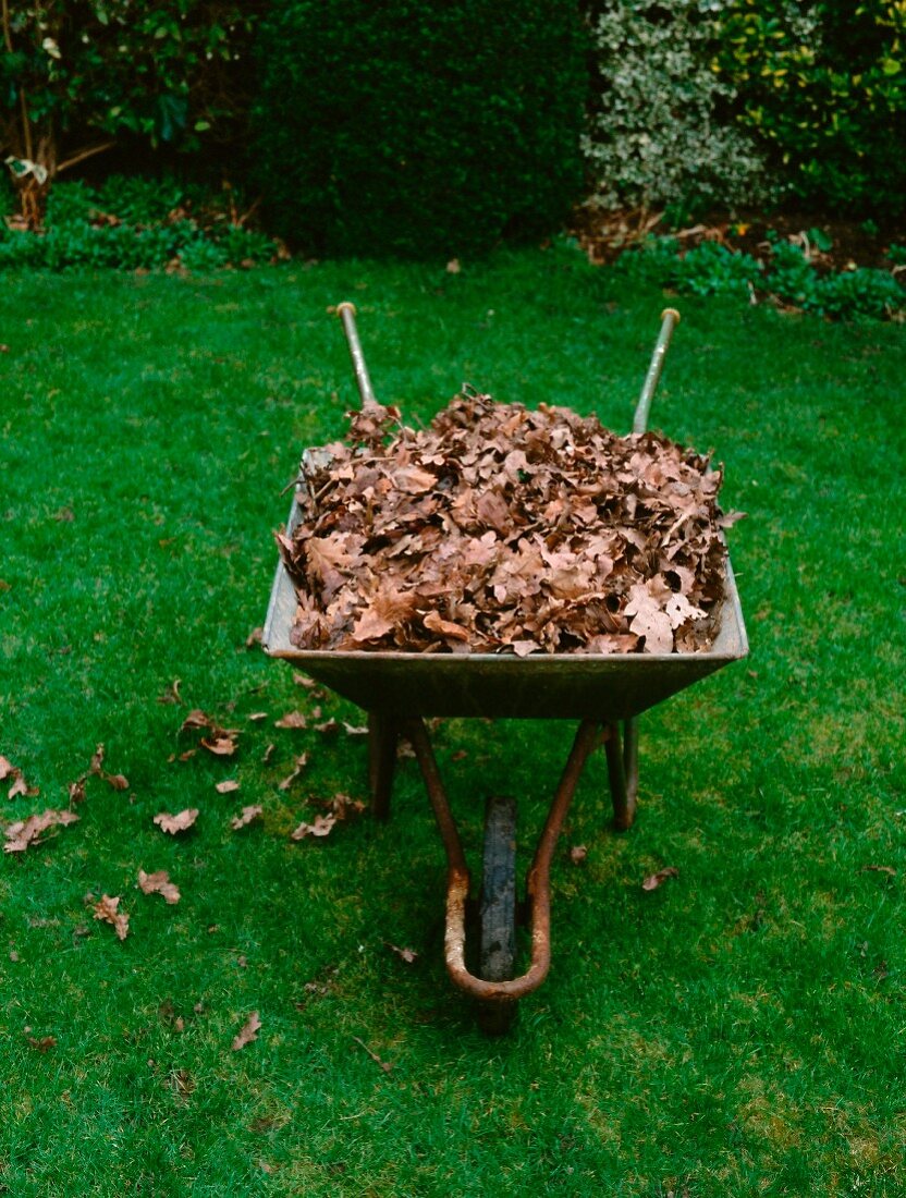 A wheelbarrow full of dry leaves